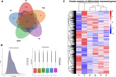 Mechanistic analysis of the hardening process of the thorns on stems of Bougainvillea glabra “Elizabeth Angus”